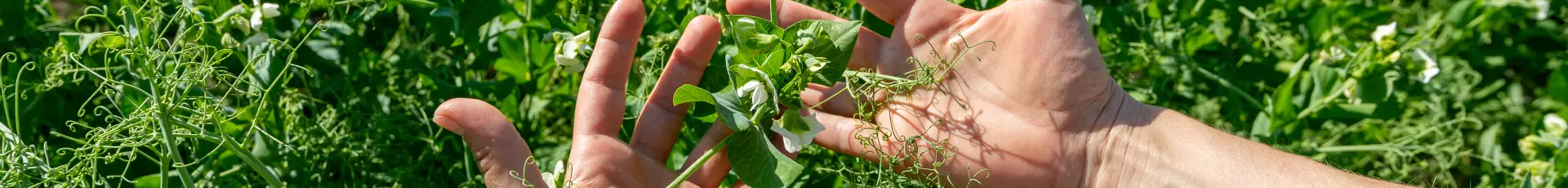 Lucernă și plante furajere